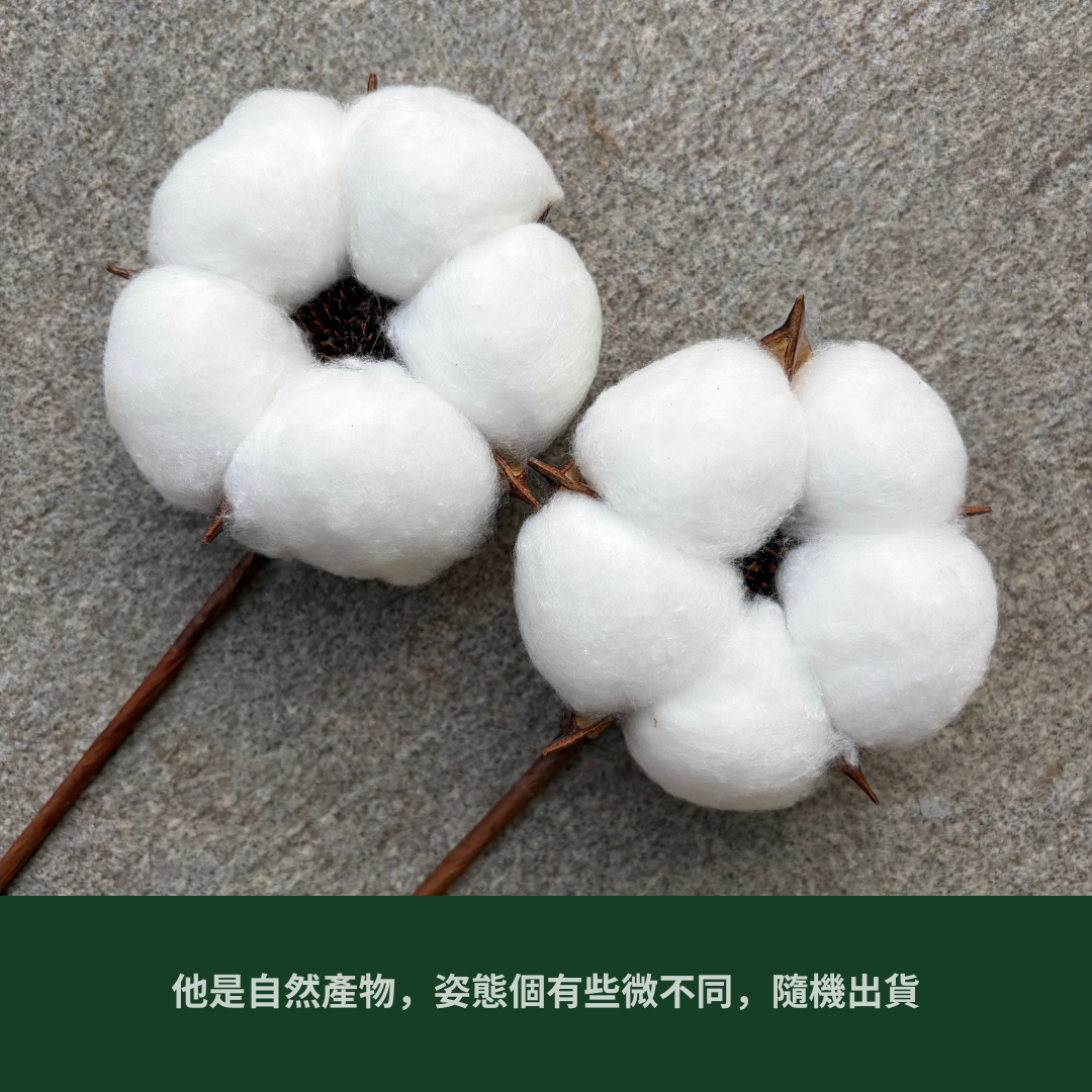 SH00s 五瓣巨頭棉花單支｜獨家花材！大花藝作品專屬花材 巨型大雲朵棉花 乾燥花材 乾燥花 批發價棉花支 天然棉花