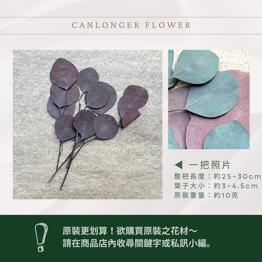 PL003s 蘋果葉尤加利經濟包｜原裝感恩回饋中！永生尤加利葉 尤加利葉 永生花 乾燥花 花材出清 裝飾擺件 插花葉材
