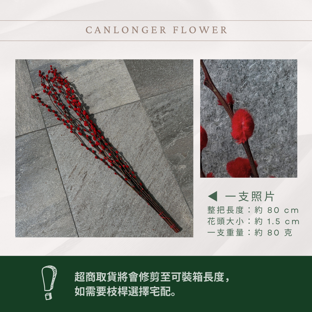PA014 原裝銀柳｜招財永生銀柳枝條 彩色貓柳 染色細柱柳 春節花禮 過年花材 節氣佈置 年宵花 乾燥花
