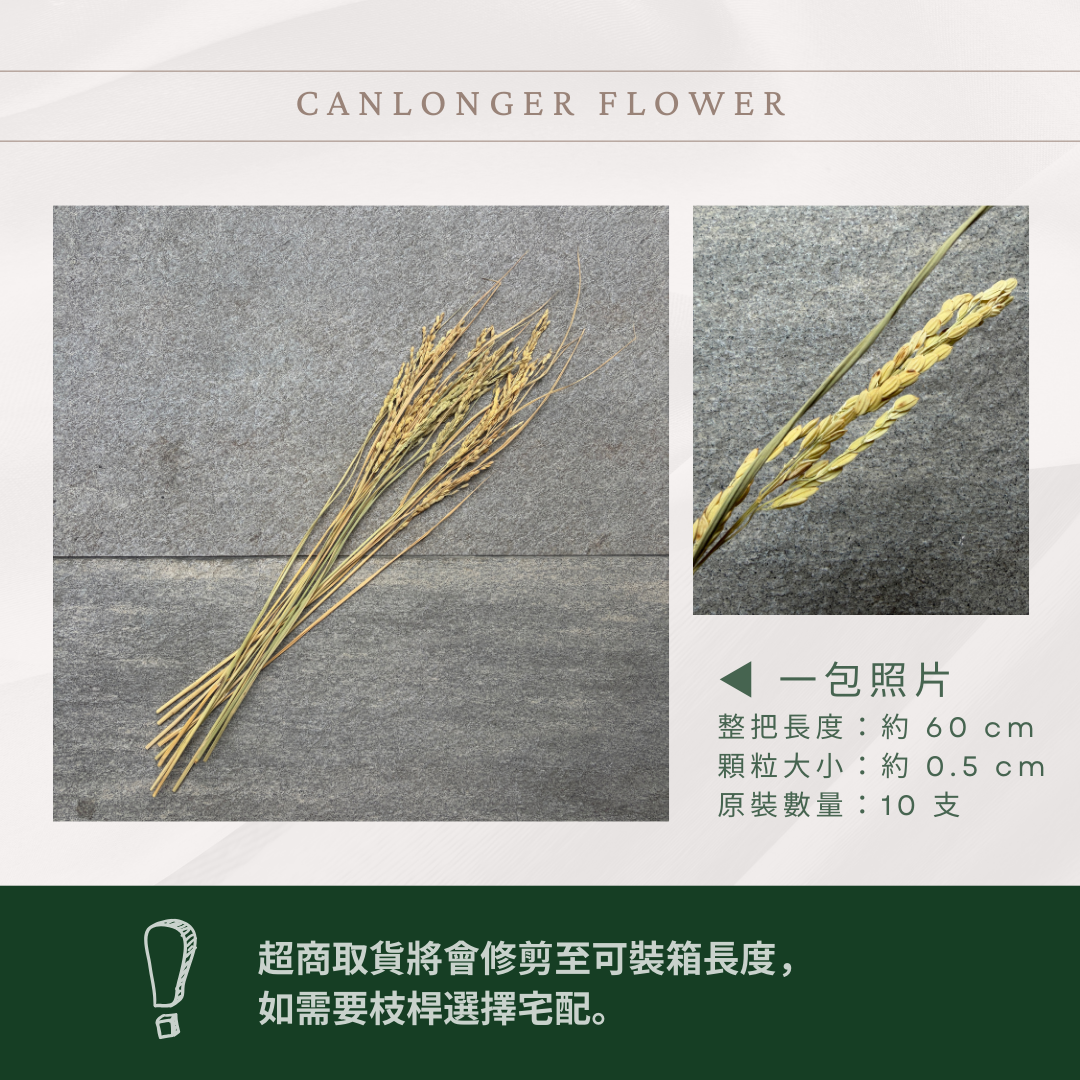 DA003 原裝花藝稻穗 10支裝｜乾燥稻穗小麥 天然花材 拍照道具 店面裝飾 婚禮佈置 手作花藝 田園風乾燥花材 新年