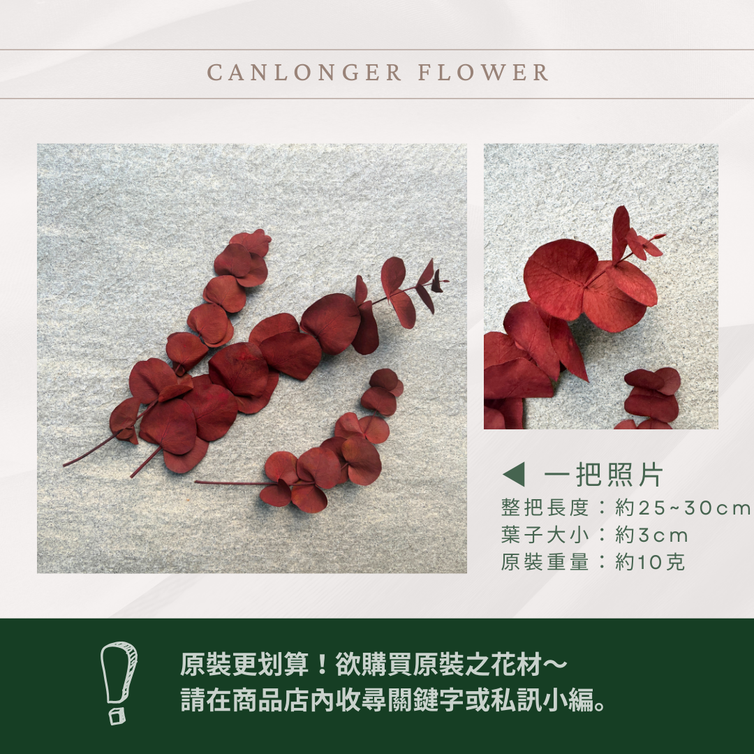 PL002S 大軟葉尤加利經濟包｜花藝獨家！特殊漸層尤加利 花材 葉材 永生花 乾燥花 不凋花花藝師用料 拍照道具花材