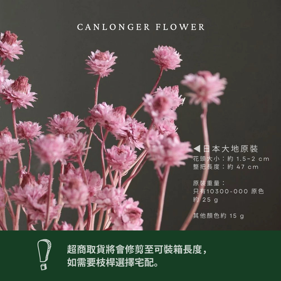 10300 漂色銀苞菊｜永生銀苞菊 乾燥銀苞菊 日本大地農園 日本銀苞菊 進口花材 日本乾燥花 日本花材 アンモビューム・ビューティー
