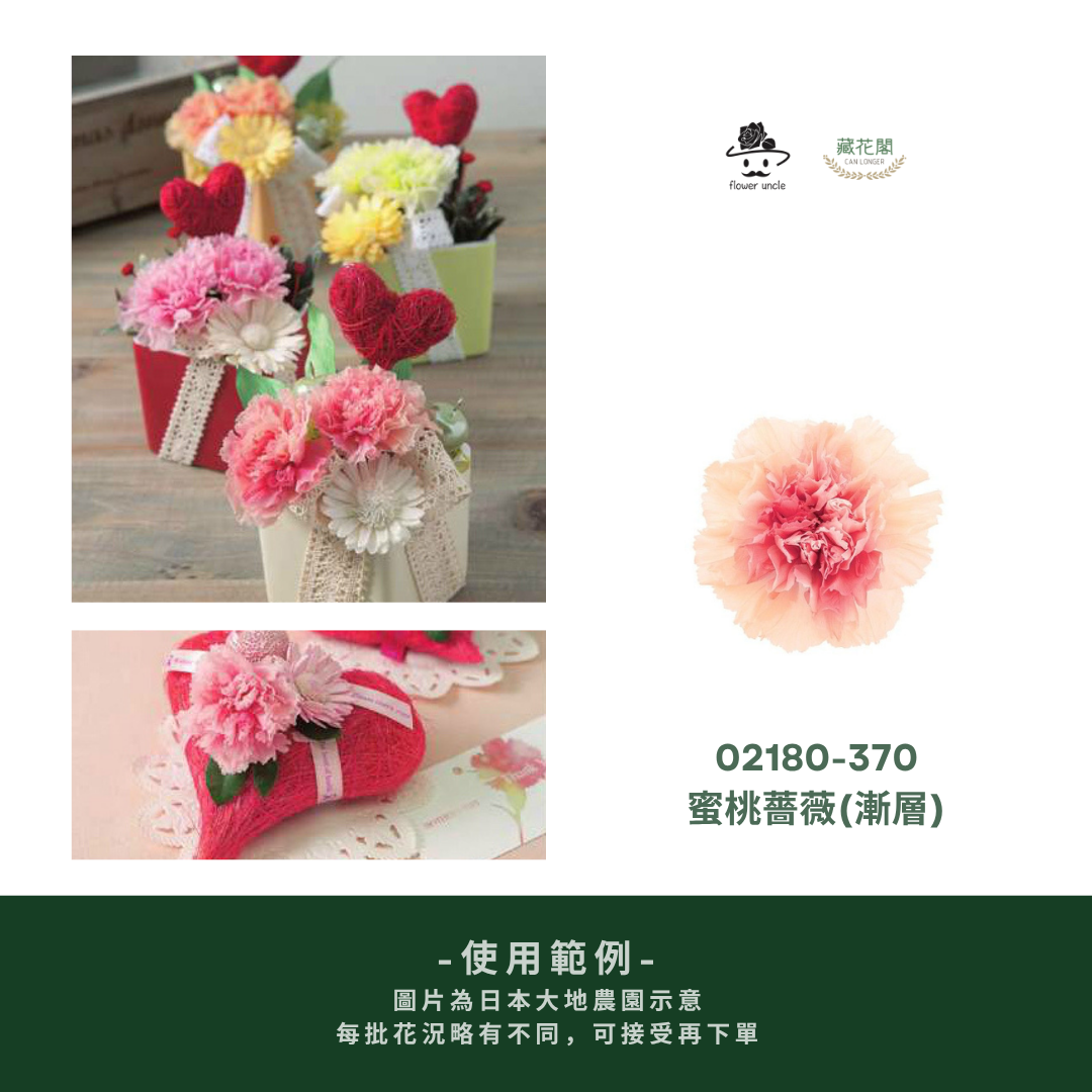 02180 02182 原裝日本大地農園漸層康乃馨｜5-6.5cm｜蜜桃薔薇 落日橙 皇家藍 母親節 永生康乃馨 永生花