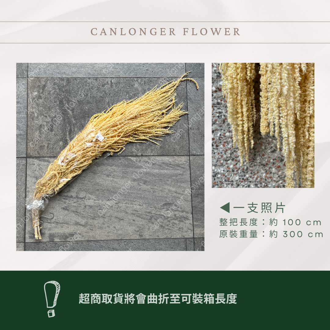 PA063 原裝柔麗絲 永生柔麗絲 永生花 永生花材 紅藜 彩虹米