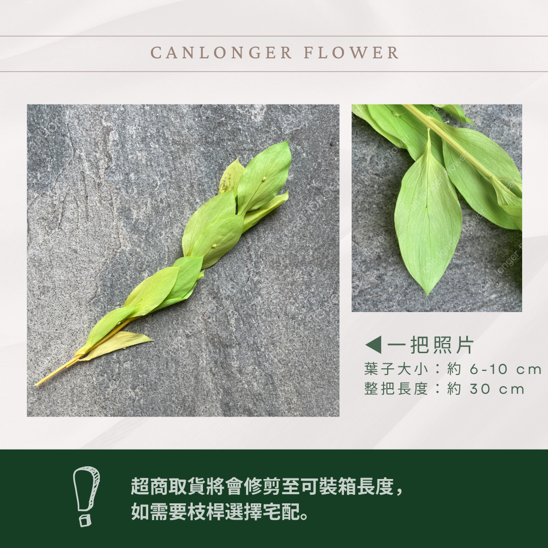 PL007S 小玉竹葉 玉竹葉 桔葉 永生 小份量