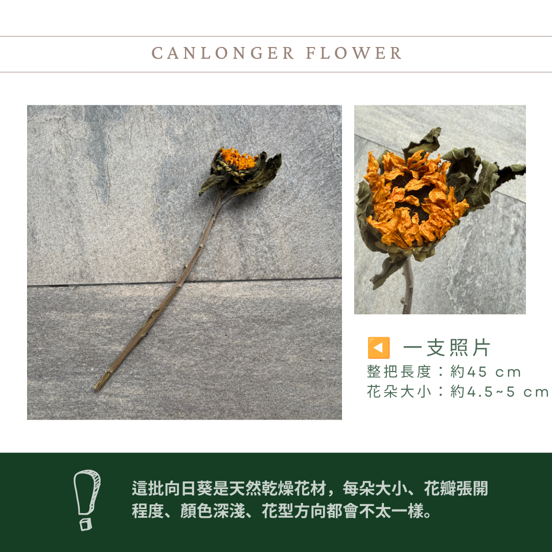 DF018 乾燥向日葵｜限量售完不補｜單頭販售 畢業花束材料 乾燥花 永生花 畢業向日葵 復古花材 乾燥花材主花 太陽花