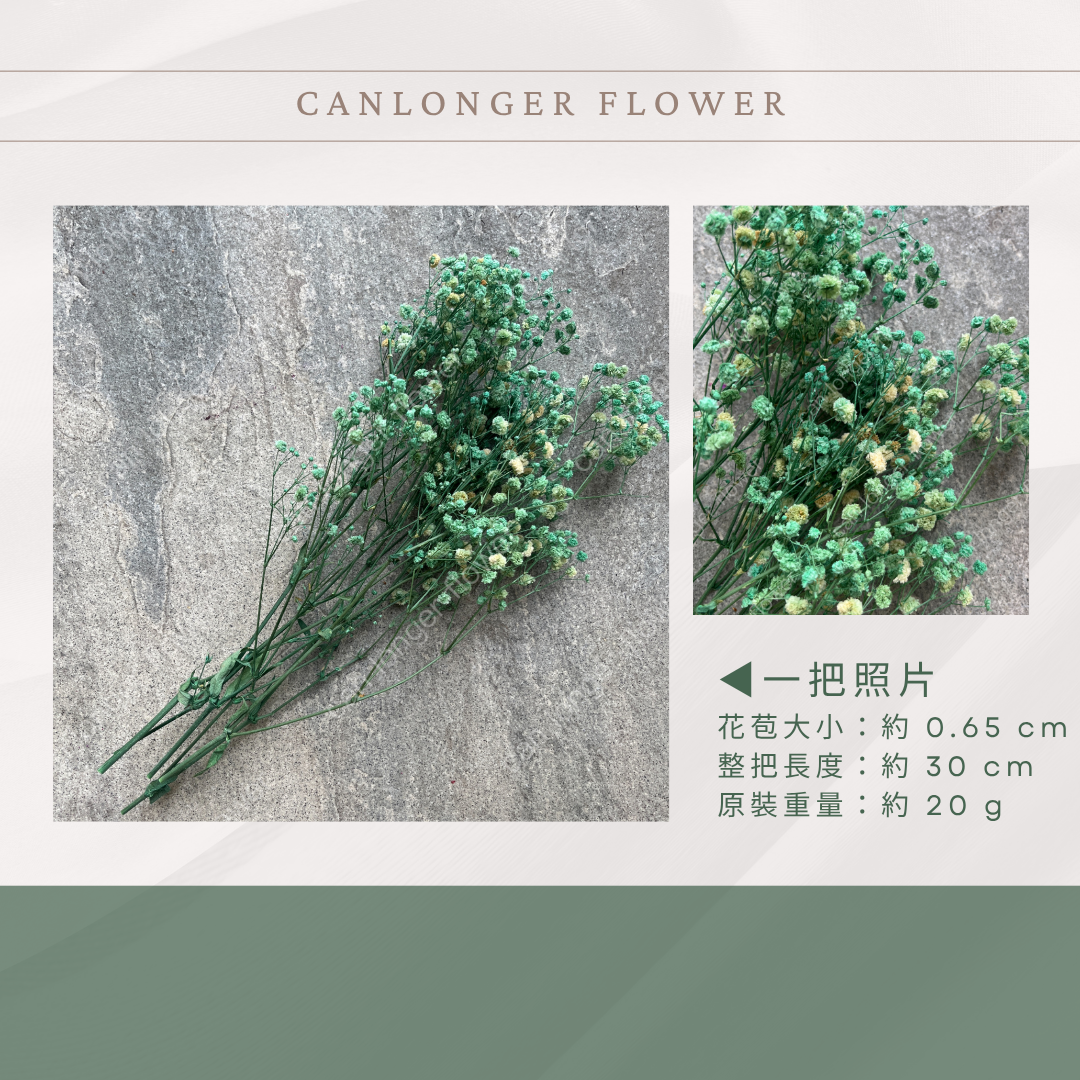 PF001S 滿天星 夢幻星 永生花 小份量