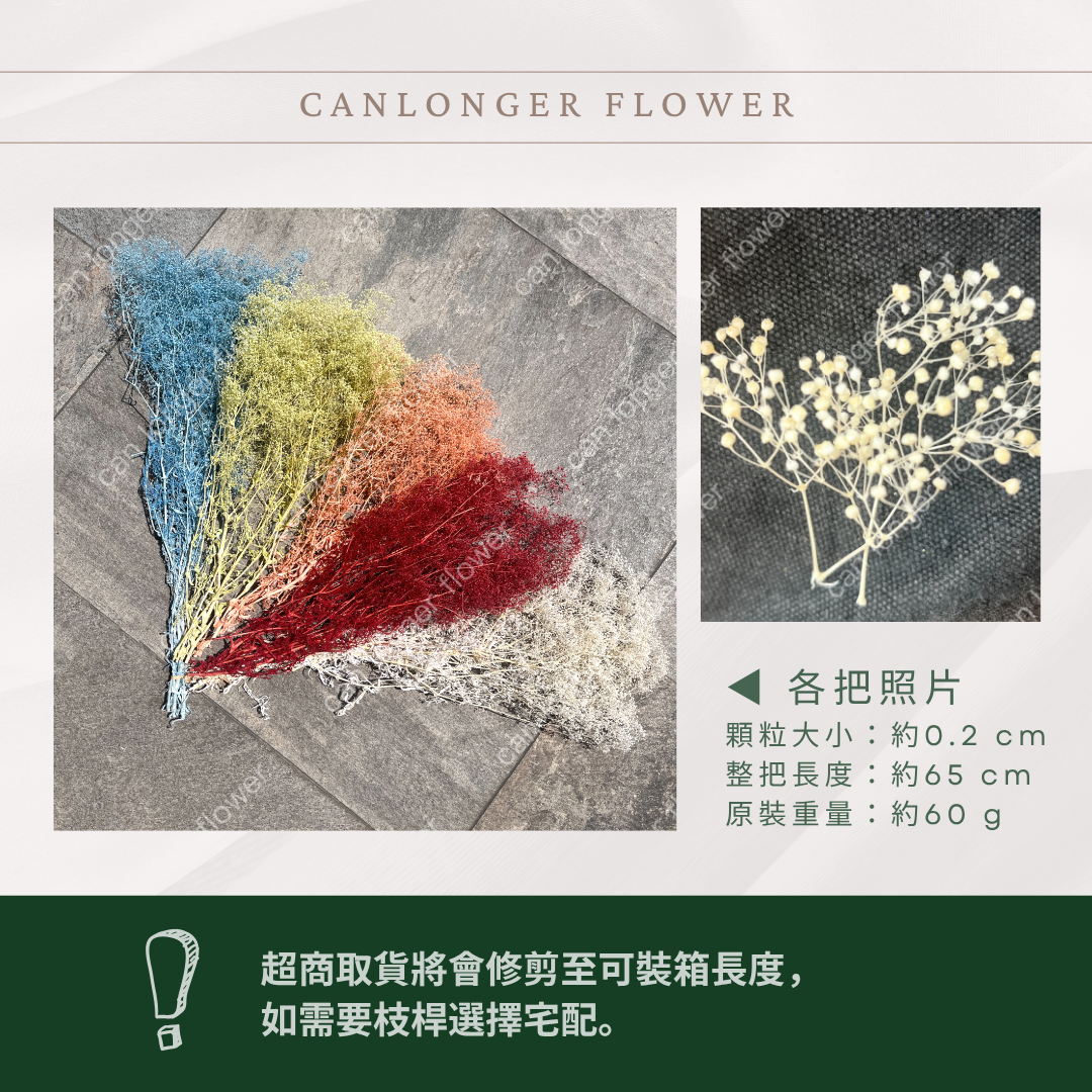 Pf003 迷你滿天星 小滿天星