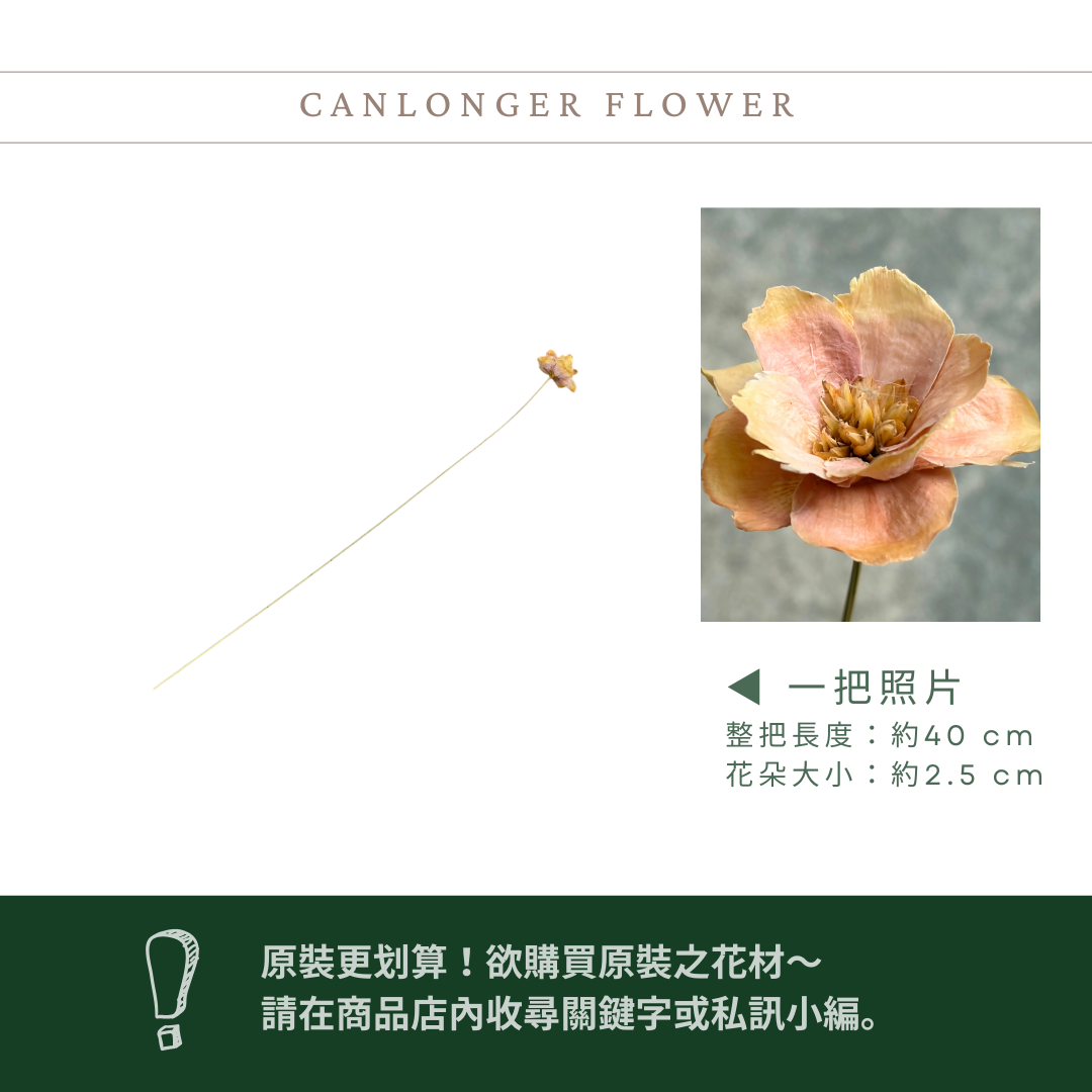 SH56S 手工銀連花 單支｜9種顏色！A級乾燥花材料包 手工花主花 永生花 不凋花瓜子花花材 花束花材 花藝師必買
