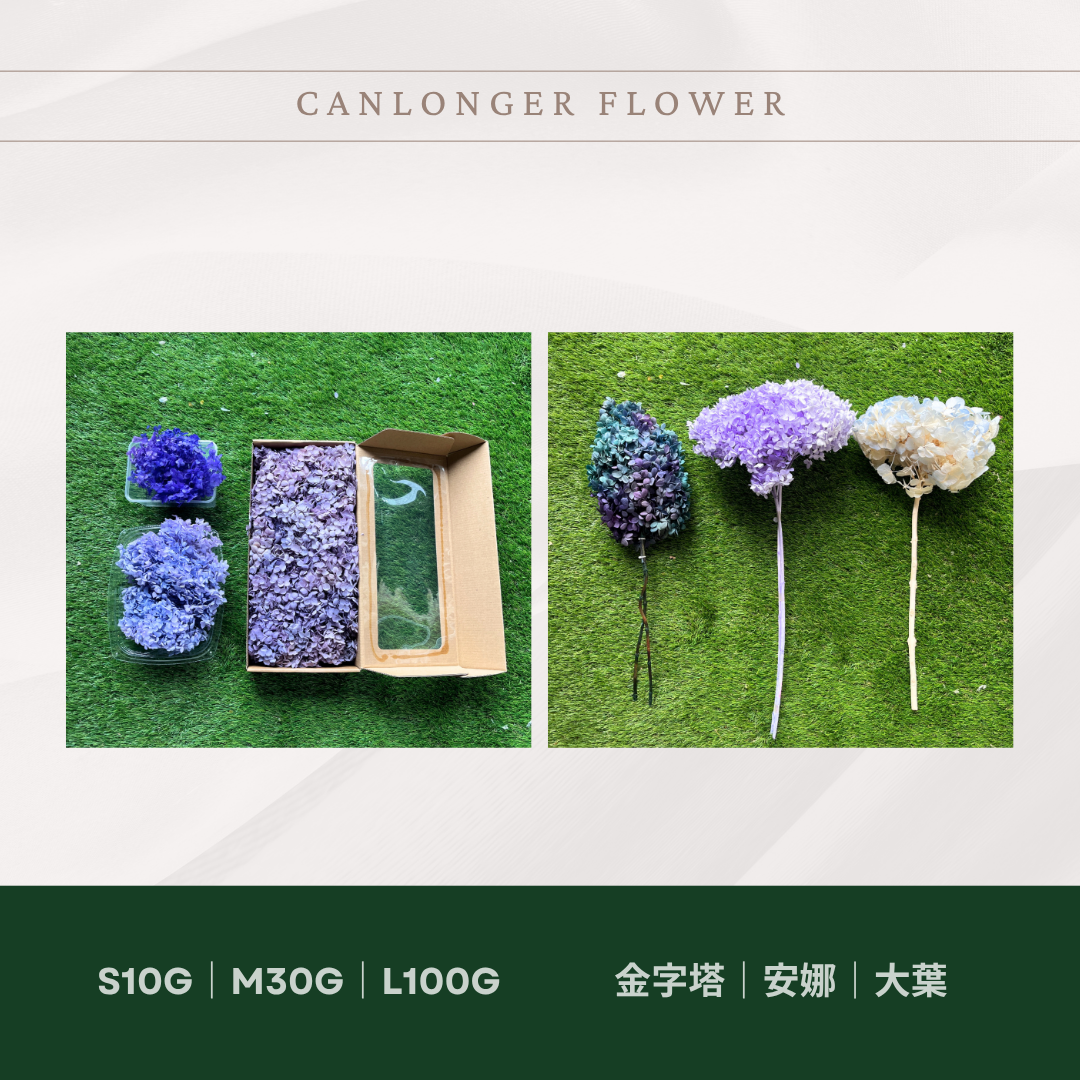 PF005-S 安娜繡球經濟盒裝｜ A級 漸層繡球 紫陽花 永生花 不凋花 乾燥花 DIY花材 拍攝道具 蜉蝣花花材