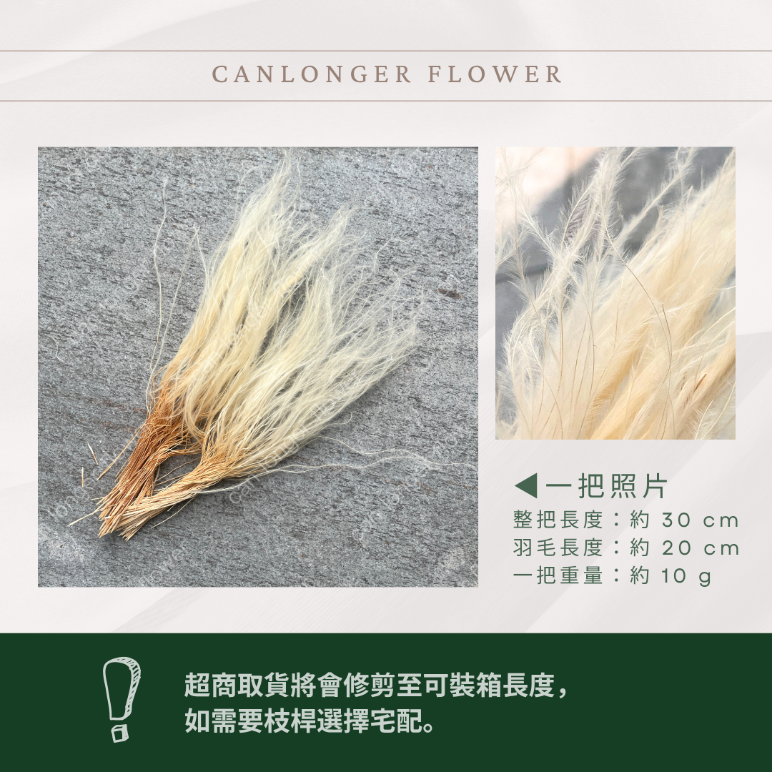 DL024 羽毛草 夢幻草 乾燥花 原裝 台灣現貨