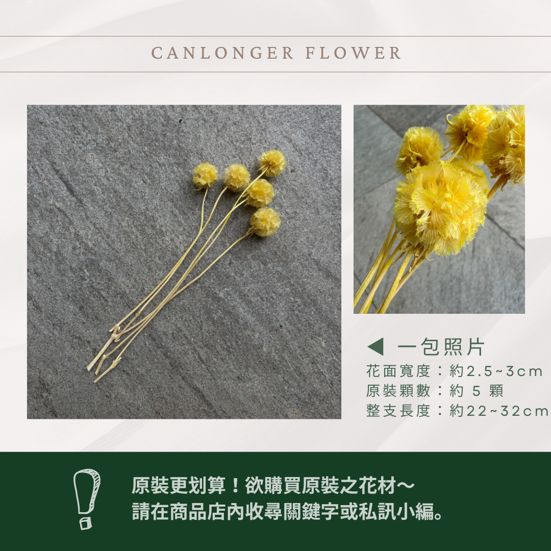 PA045S 松蟲果經濟包｜永生風車果 松蟲草 天然乾燥花材 拍攝道具 星芒松蟲 永生花草星花 輪峰菊 藍盆花 花藝果實