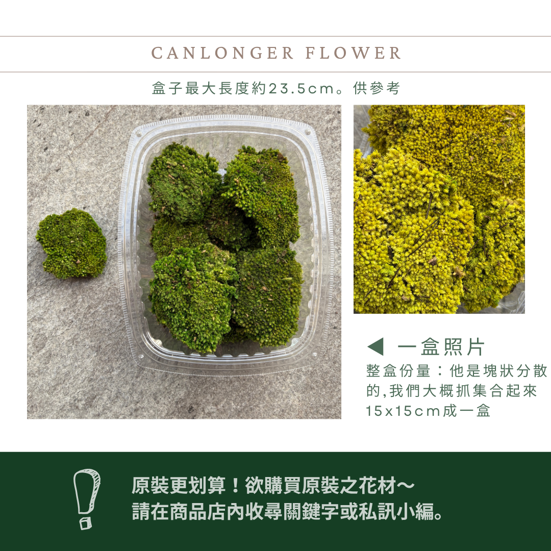 PF018AS 白髮蘚經濟包｜鋪面永生青苔 微景觀苔蘚造景 苔蘚生態造景DIY 植物墻 建築模型材料 苔球 高級花藝苔蘚