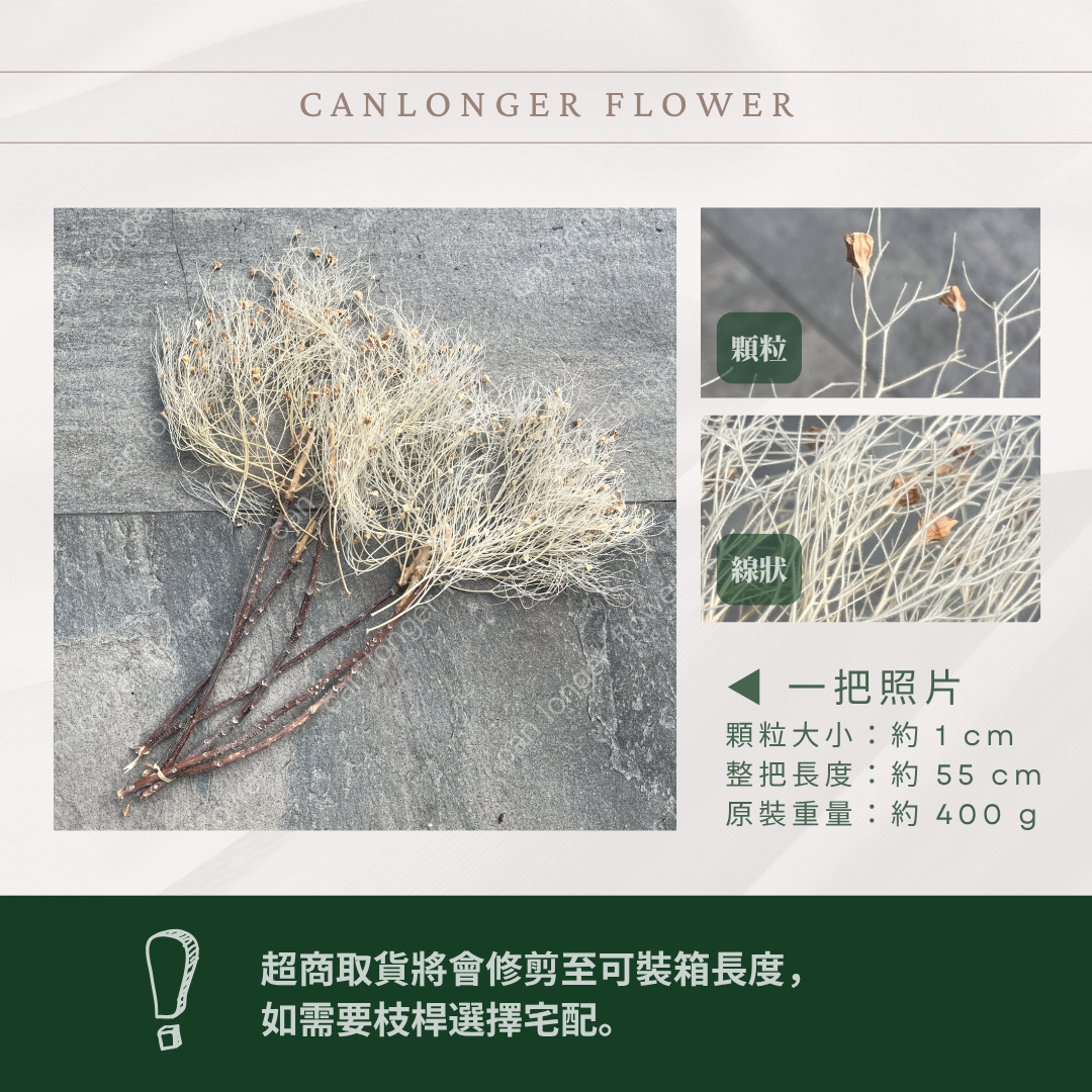 PA029 夢幻草 台灣現貨