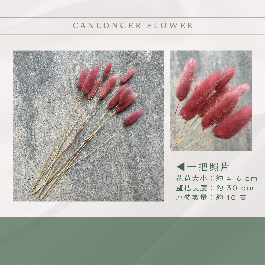 DA001S 兔尾草 10支 小份量 台灣現貨