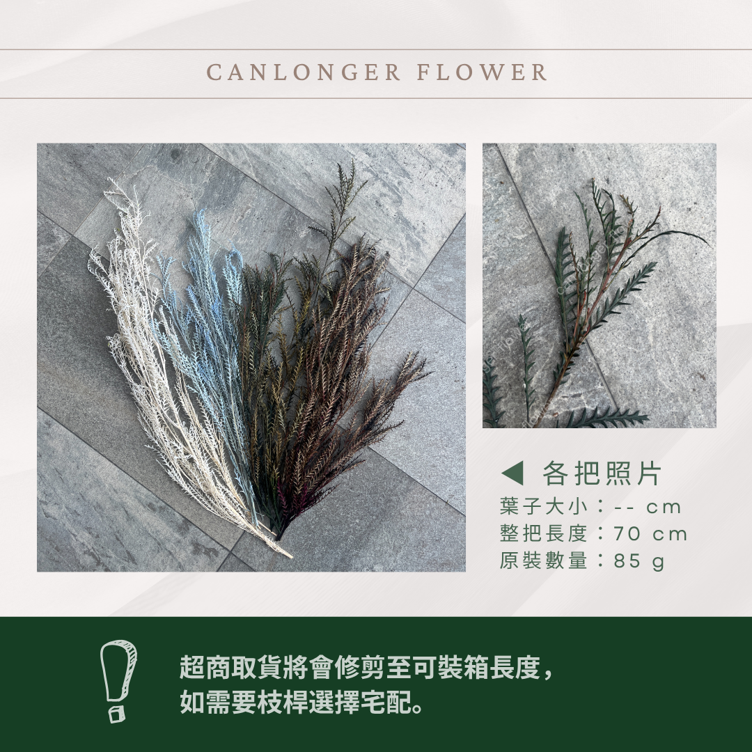 PL016 原裝劍齒葉 (大小3隻) 台灣現貨