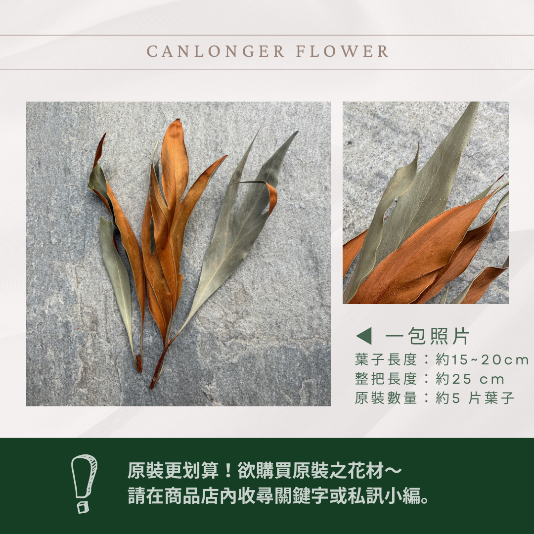 DL002S 銀樺葉經濟包(5片葉) ｜雙面葉材 乾燥葉材 乾燥花 花材 佛塔葉 金樺葉 乾燥金樺葉 乾燥銀樺葉 藤圈