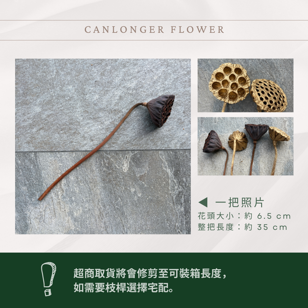DF017 蓮蓬｜特價天然乾燥蓮蓬 金色蓮蓬 新年花材 插花花材 裝飾道具 拍照道具 乾燥花圈 乾燥花束 鄉村風乾燥花