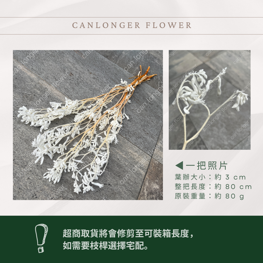 PA012 獨家花材 袋鼠爪 鼠爪花 台灣現貨 永生花材