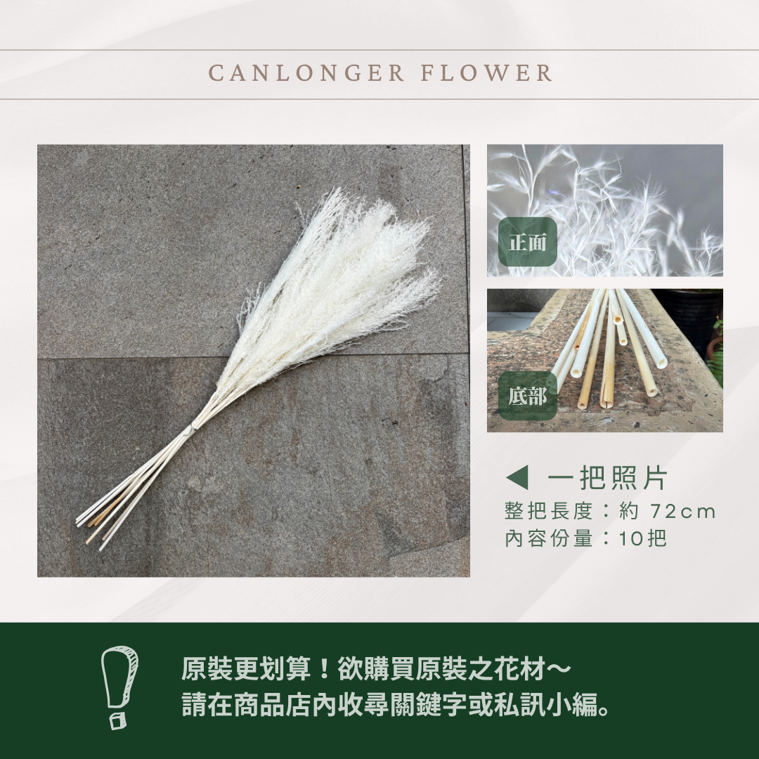 DF016D 原裝拂塵蘆葦｜ 花穗長度約35cm｜拂塵 金絲草 乾燥 原裝/小份量 乾燥花素材 居家裝飾花材 花藝設計