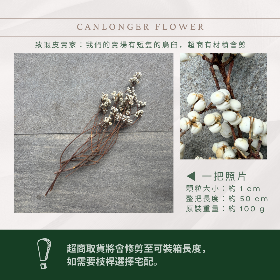 DS005 原裝長枝烏臼（100g）｜天然烏臼小白果 乾燥果實 花藝花材 DIY插花 居家裝飾 拍照道具 注連繩春節