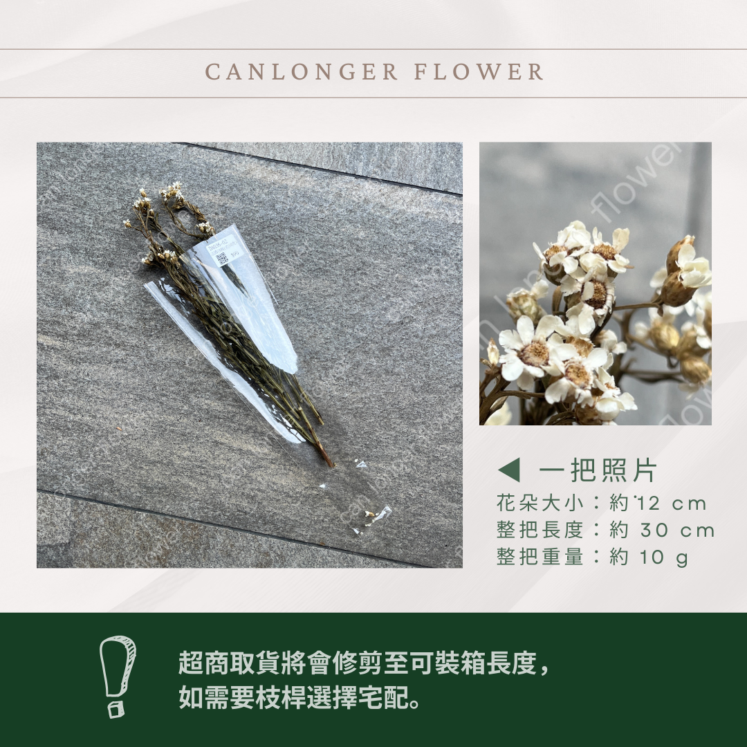 DA036S 法國白梅(約10克) 小份量