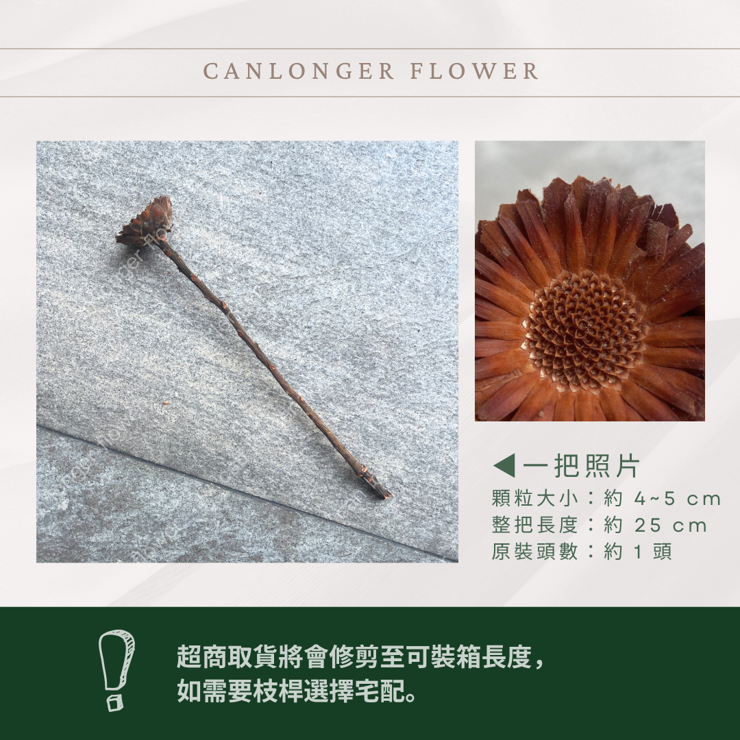 DF015 非洲太陽 非洲太陽菊 原裝