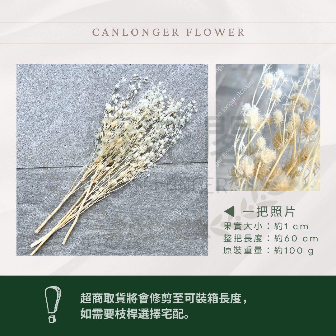 ✿ 台灣現貨 ✿ PA042 小薊果 紫薊花 刺芹花 小薊花