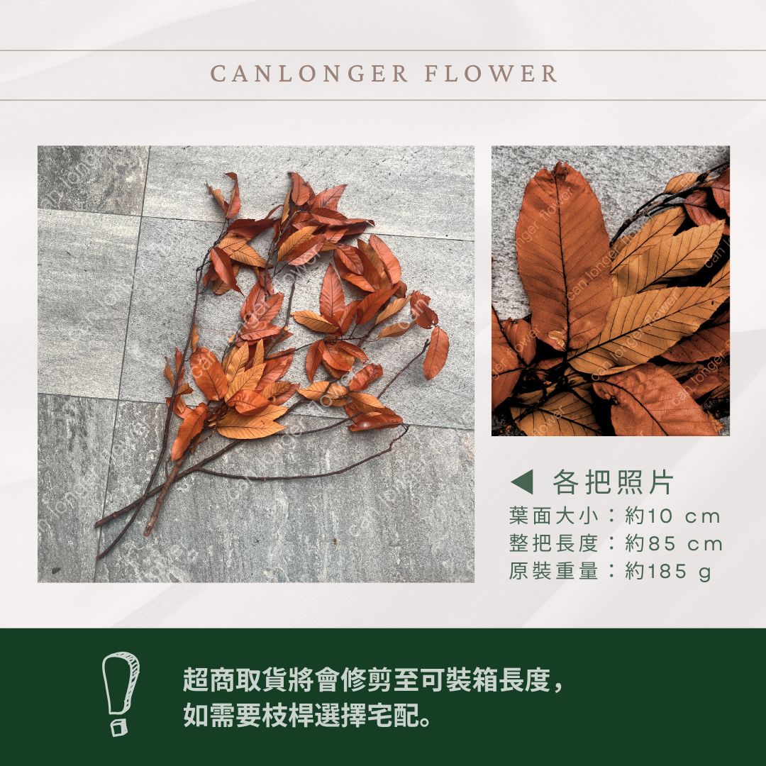 ✿ 台灣現貨 ✿ PL018 栗樹葉 原裝