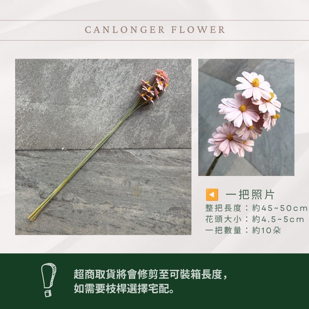 SH54 原裝木片瑪格麗特｜乾燥花批發 瓜子花 小雛菊 不凋花 木春菊 花藝設計 拍照道具 手工花 DIY 花藝 插花