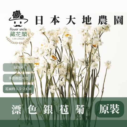 10300 漂色銀苞菊｜永生銀苞菊 乾燥銀苞菊 日本大地農園 日本銀苞菊 進口花材 日本乾燥花 日本花材 アンモビューム・ビューティー