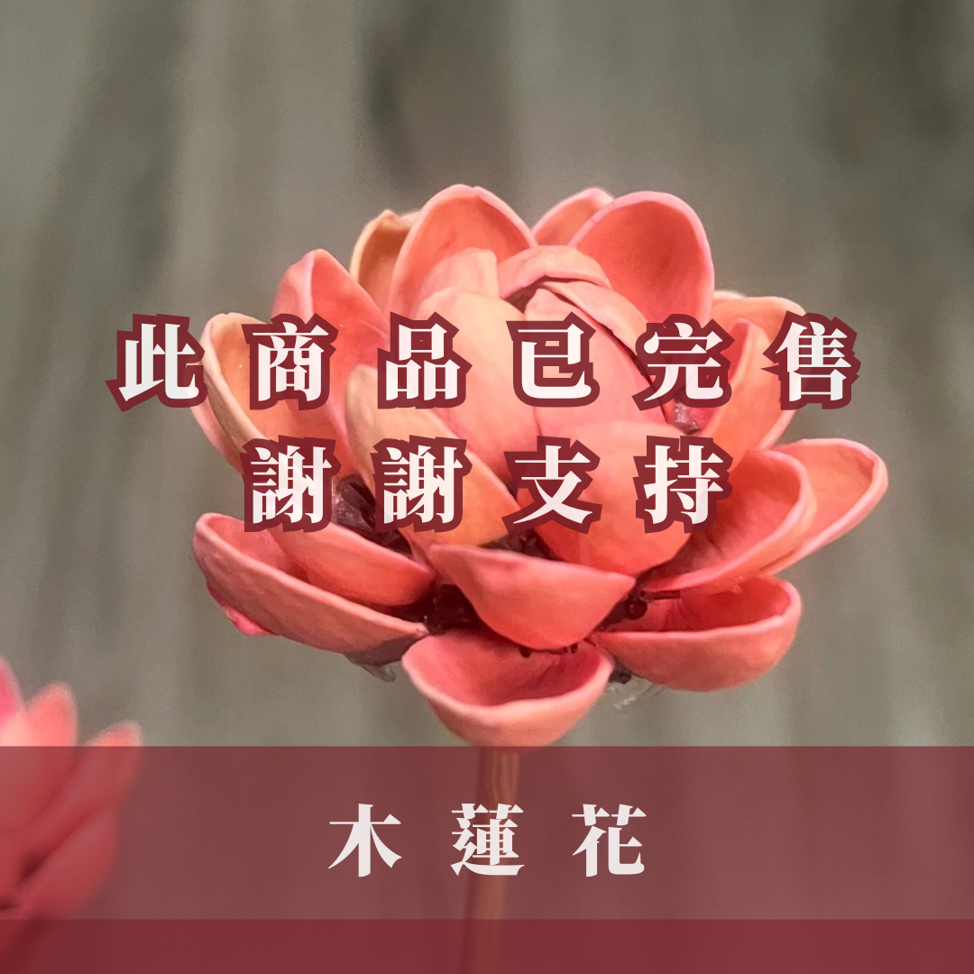 SH55 木蓮花 單朵 小份量 台灣現貨