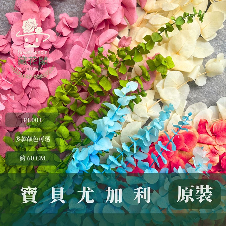 PL001 原裝寶貝尤加利｜不凋寶貝尤加利葉 小圓葉 永生花 染色尤加利 錢銅草 攝影道具 新娘捧花 乾燥花批發 捧花