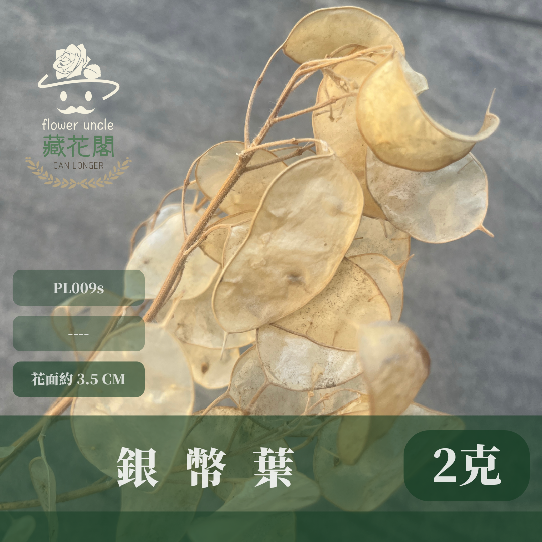 PL009s 銀幣葉 小份量 銀貝葉 銀扇草 金錢花