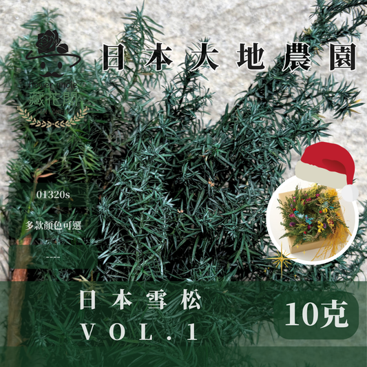 01320s 經濟包日本雪松｜永生雪松 日本大地農園 日本雪松 不凋雪松 不凋雪松 進口花材 日本永生花 日本花材 永生花 聖誕花圈 聖誕樹製作 聖誕樹 diy 花環材料 聖誕花圈材料 藤圈葉材 不凋葉材 手作花材 ヒムロスギ 01320700