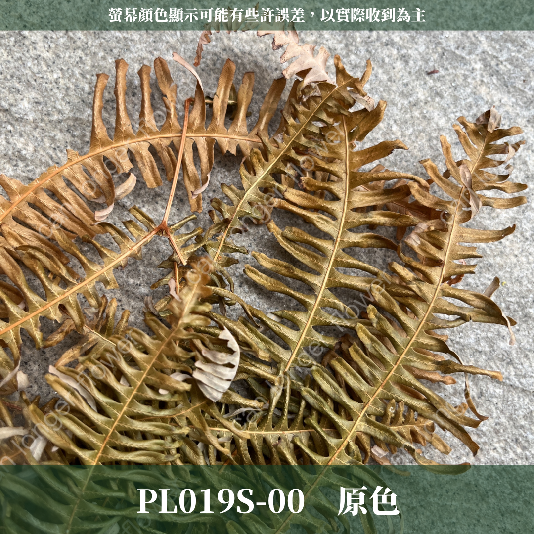 DL019s/PL019s 芒萁 小份量 蕨葉 姬蕨葉 碗蕨 高山羊齒  台灣現貨