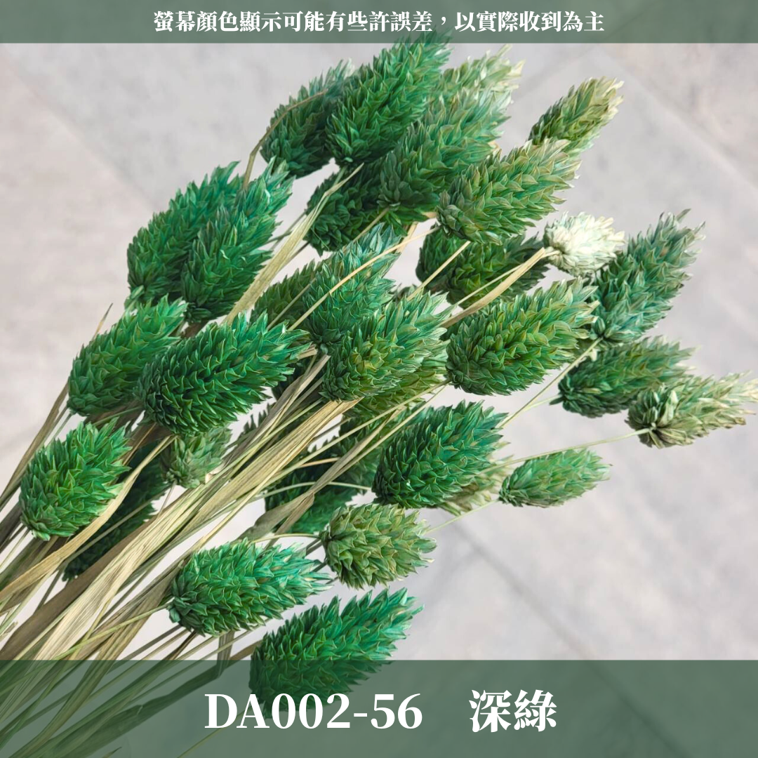 DA002 加那利 台灣現貨