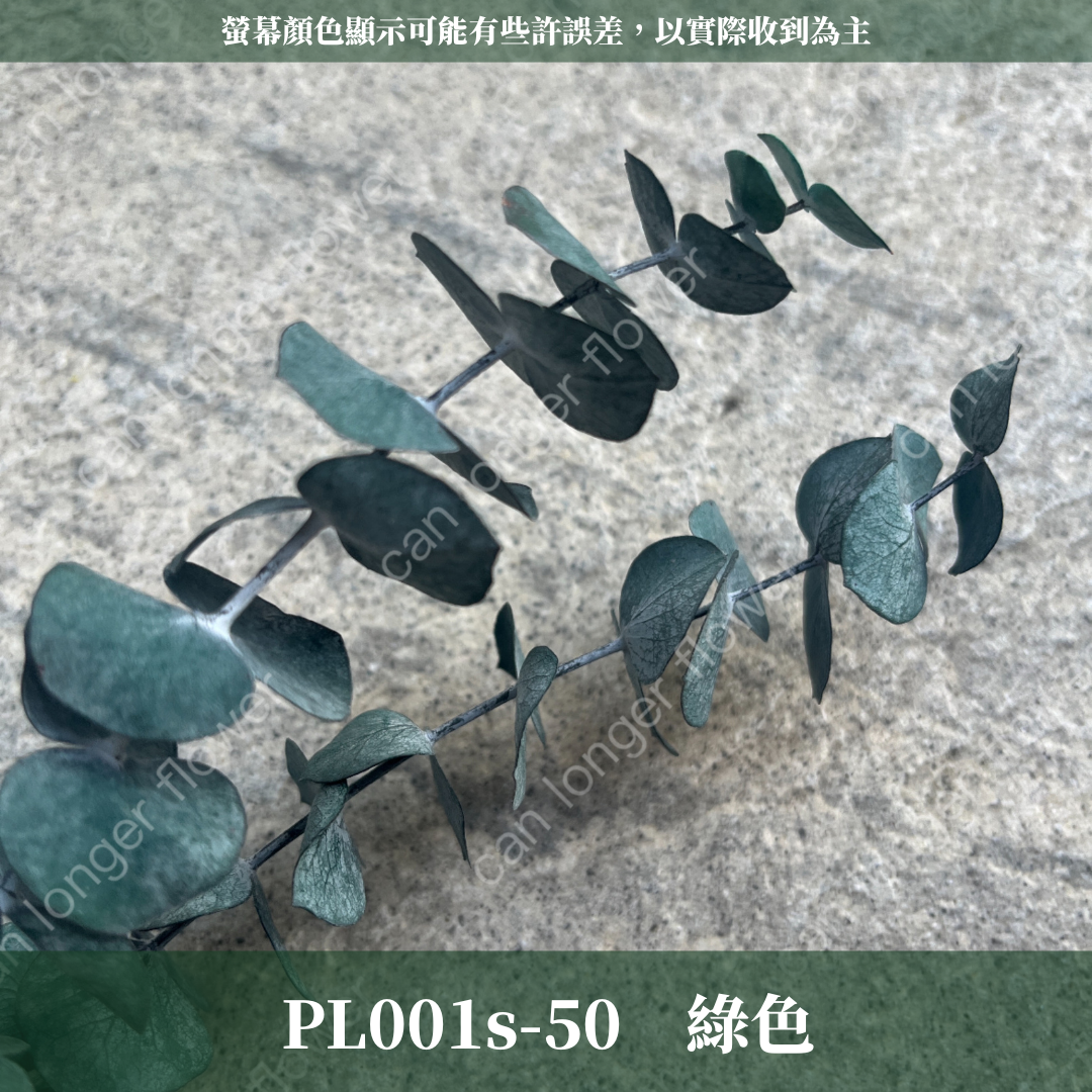 PL001S 寶貝尤加利經濟包｜不凋寶貝尤加利葉 小圓葉 永生花 染色尤加利 錢銅草 攝影道具 新娘捧花 乾燥花批發 捧花