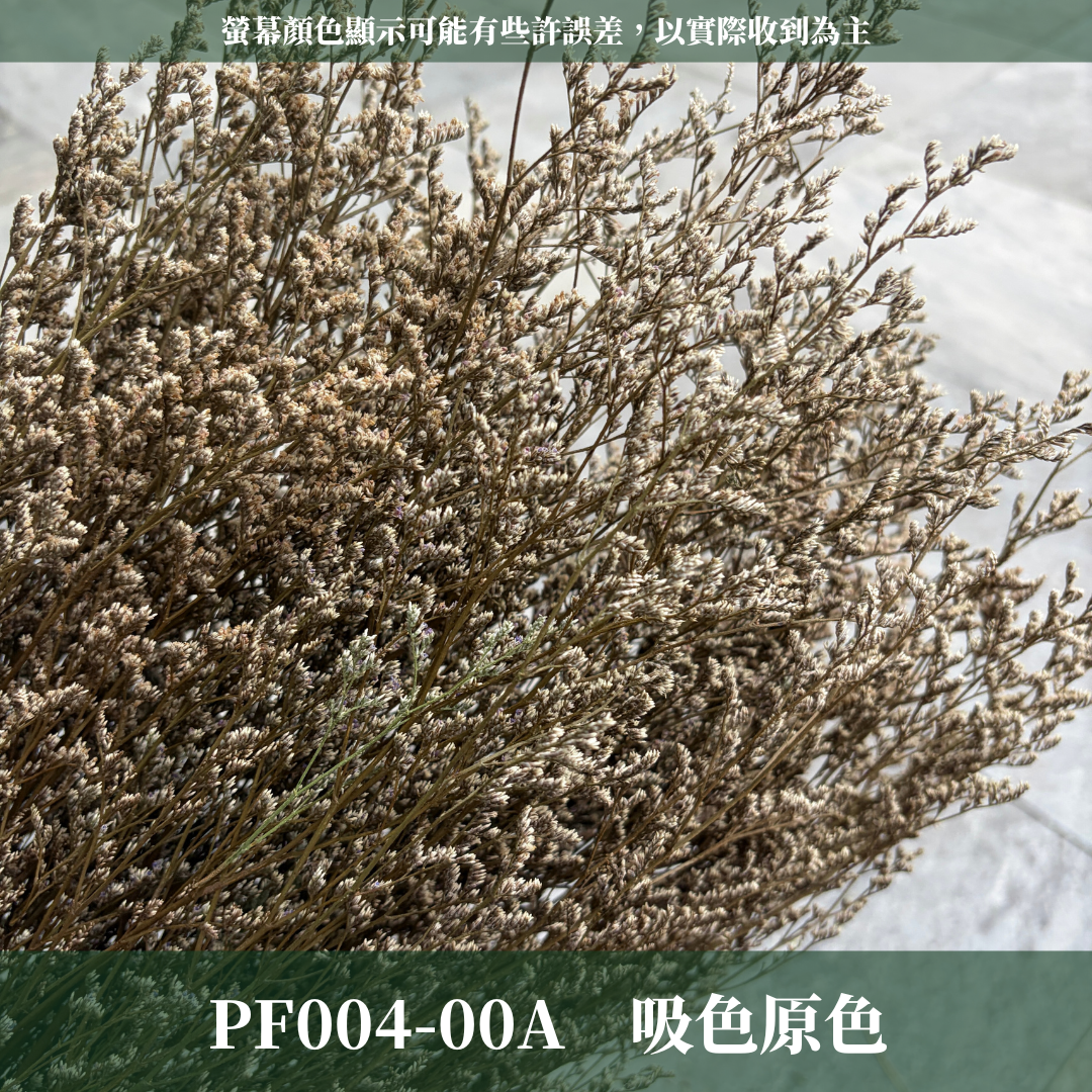 PF004 原裝卡斯比亞｜情人草