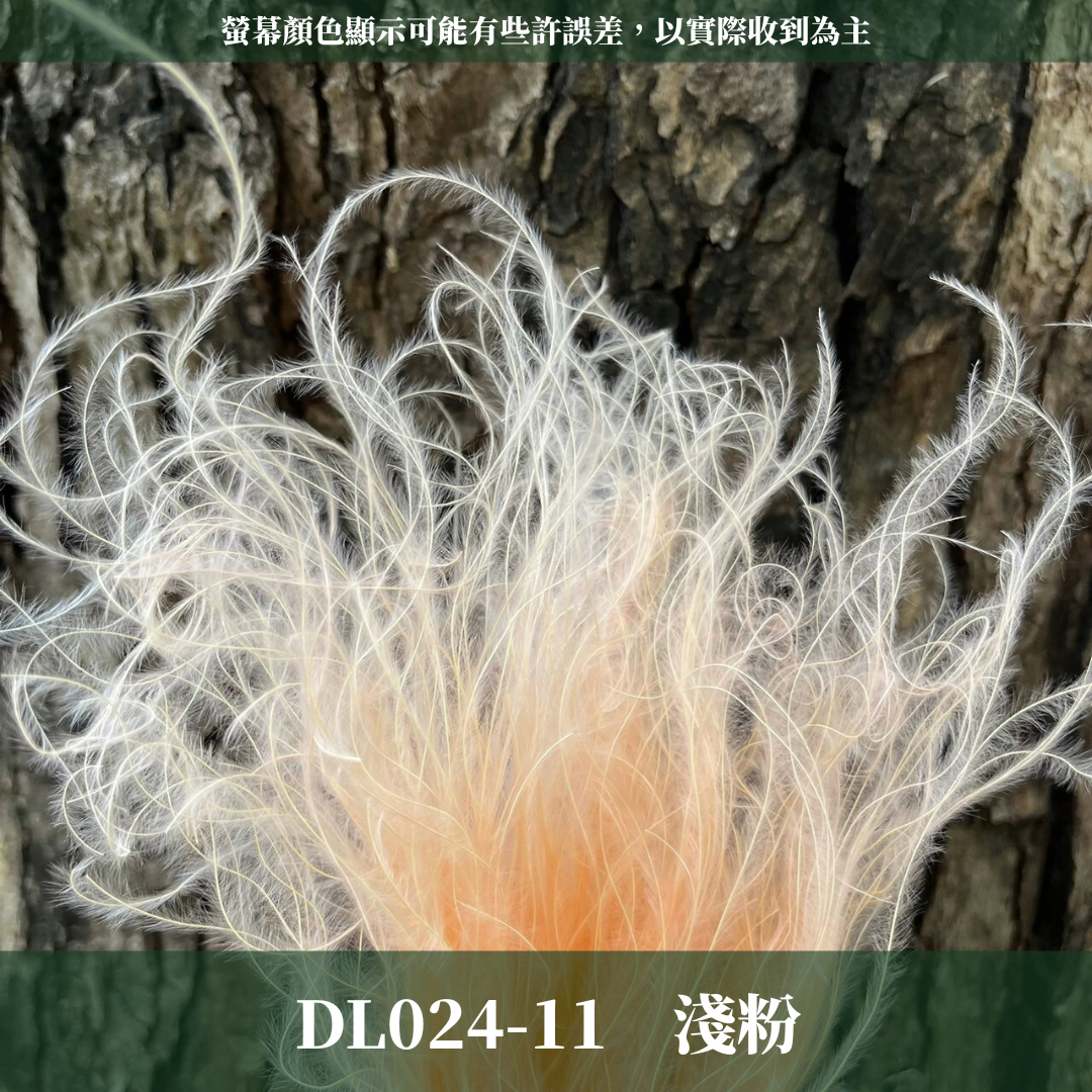 DL024 羽毛草 夢幻草 乾燥花 原裝 台灣現貨