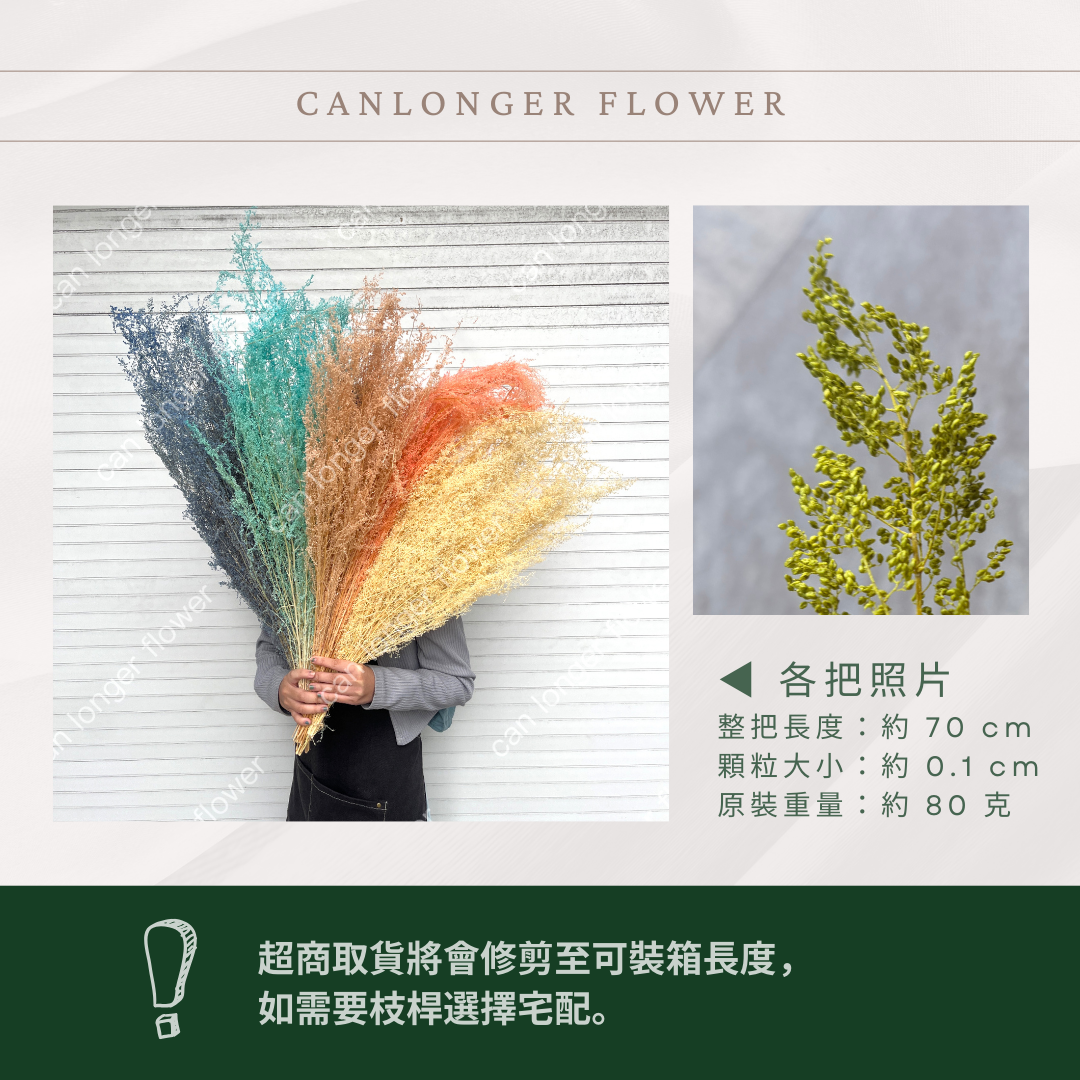 PA027 原裝永生米蒿｜咪咪草 不凋咪咪草 噴泉草 花藝設計 乾燥花束 拍照道具 居家佈置 柔霧系乾燥花 婚禮花藝素材