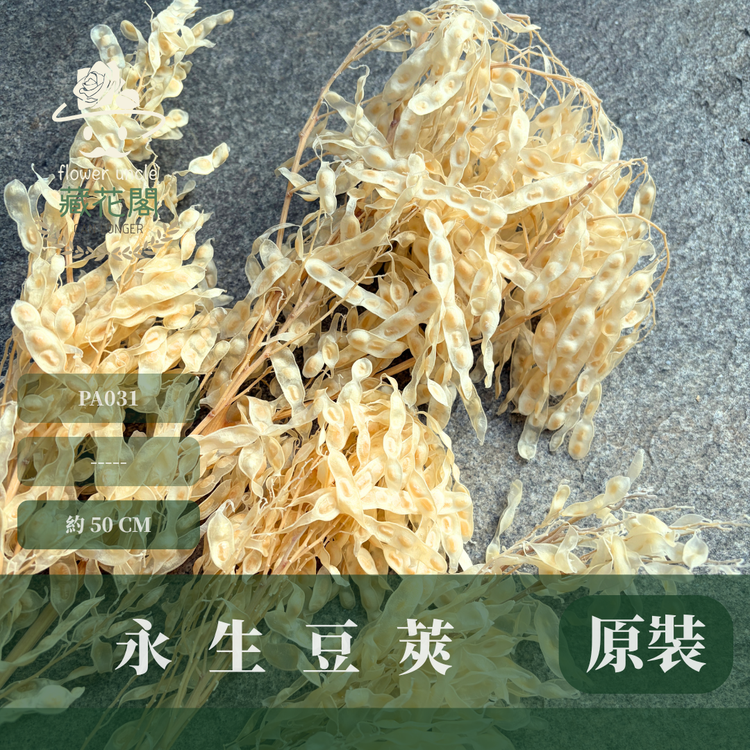 PA031 原裝豆莢(約100克)｜花藝獨家 花材獨家 新年花材 永生花 乾燥花 白色花材 新年裝飾 居家裝飾 拍照裝飾