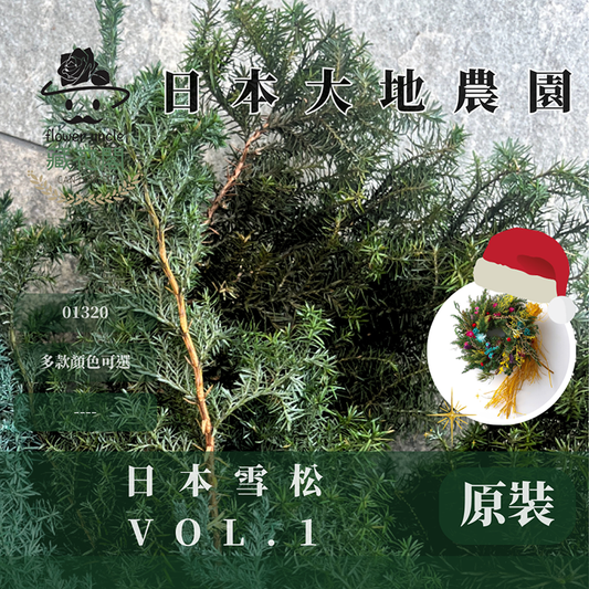 01320 原裝日本雪松｜永生雪松 日本大地農園 日本雪松 不凋雪松 不凋雪松 進口花材 日本永生花 日本花材 永生花 聖誕花圈 聖誕樹製作 聖誕樹 diy 花環材料 聖誕花圈材料 藤圈葉材 不凋葉材 手作花材 ヒムロスギ